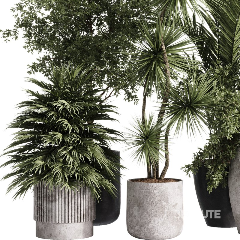indoor plants – 34 plant collections in pot Image 5