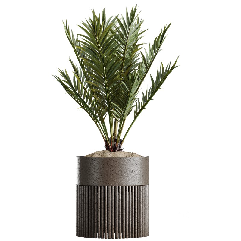 AV Indoor Plants Set 266 Areca Palm and Dypsis Lutescens and Beech Olea Europaea Olive Eucalyptus Image 1