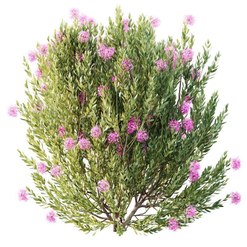 AV Colorful spring bushes Rhododendron Shrub Arboreum and Ixora Jasmine Gardens Chinese Image 3