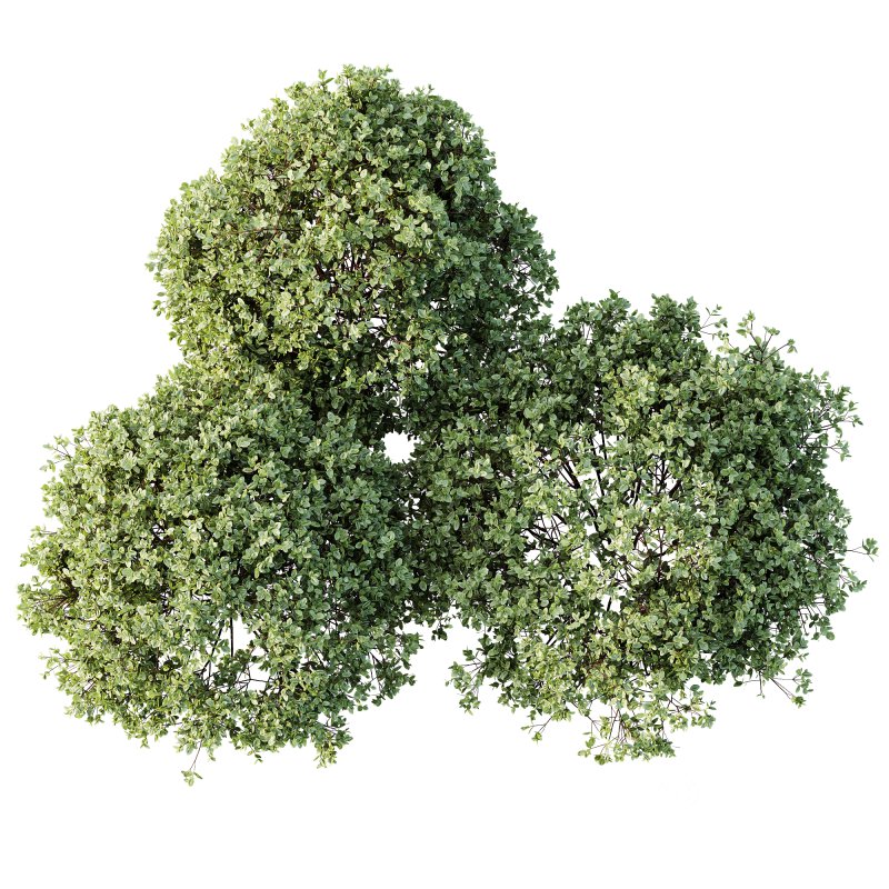 AV Plant Pittosporum Tobira Tenuifolium Shrub Buxus Semperviren Japanese Cheesewood02 Image 2