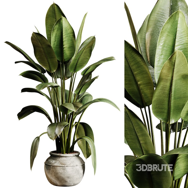 Indoor plants 96 – Plant in pot Image 3