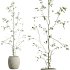 AV Indoor Plants Set 271 Japandi Ficus Dracaena Marginata and Foliage Dollar Authentic Eucalyptus Bouquet - Thumbnail 4