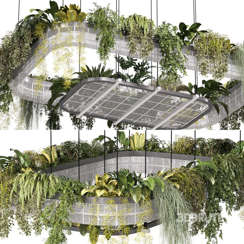 hanging indoor plants 02 Image 5