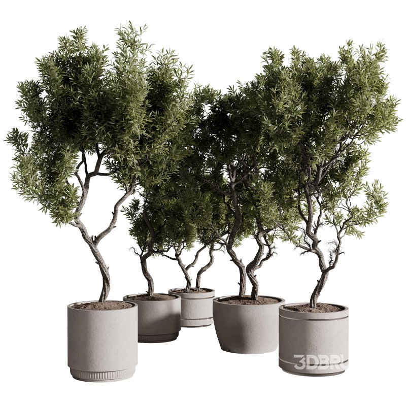 indoor plants – 69 plant in pot Image 2