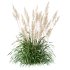 ntal grasses—**Celtica gigantea** (Golden Oats Grass) and **Nassella tenuissima** (Mexican Feather Grass)—curated for naturalistic, windswept landscapes and high-end 3D visualizations. - Thumbnail 1