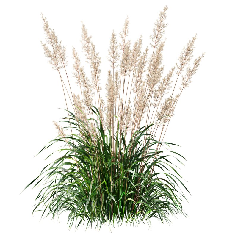 ntal grasses—**Celtica gigantea** (Golden Oats Grass) and **Nassella tenuissima** (Mexican Feather Grass)—curated for naturalistic, windswept landscapes and high-end 3D visualizations. Image 1