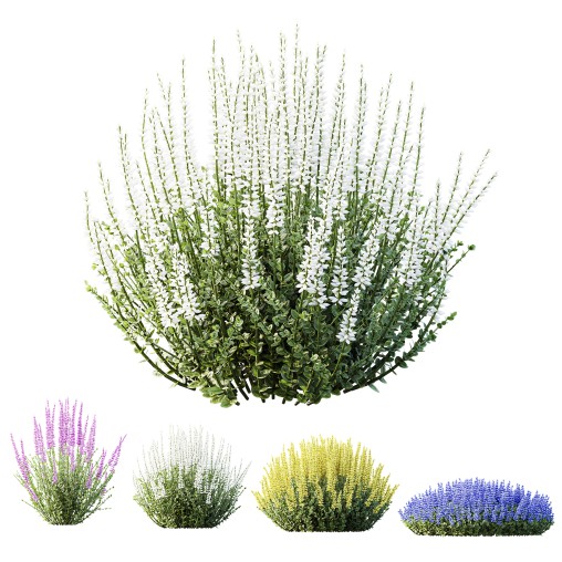 AV Plant Calluna Vulgaris Helena Summer Broom Heather Garden Girls02
