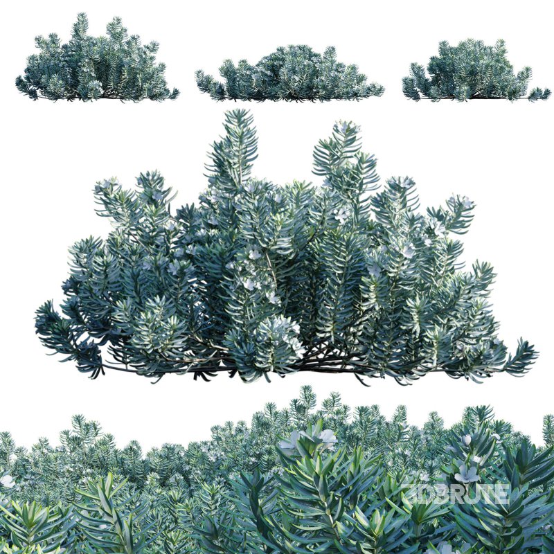 Westringia fruticosa – Coast Rosemary 01 Image 1