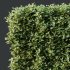 ntal strength to any architectural landscape. Native to Japan and Korea, this variegated privet is celebrated for its dense, glossy foliage edged with creamy yellow to golden margins—perfectly sculpted into geometric topiary forms or classic hedge rows. - Thumbnail 4