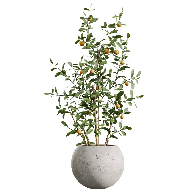 AV Indoor Plants Set 261 Beech Olea Europaea Olive Eucalyptus and Japandi Ficus Dracaena Marginata and Fruit Bonsai Orange Tree Image 3