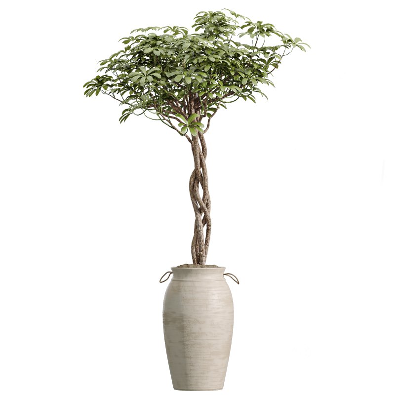 AV Indoor Plants Set 253 Monstera Drupifera Warneckii Schefflera Rhapis Excelsa Image 2