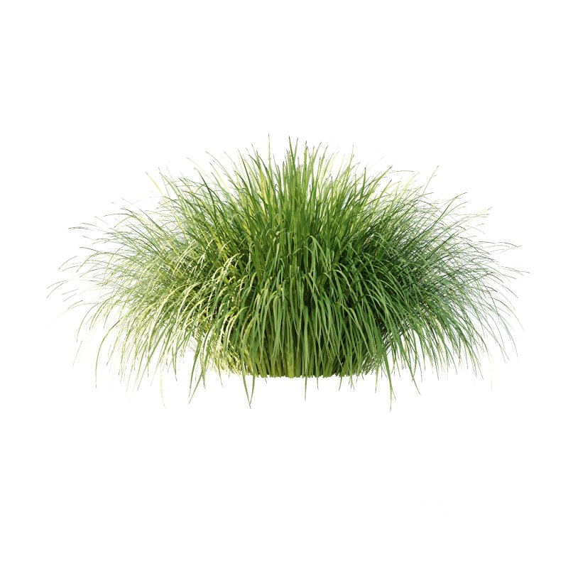 Carex Elata Aurea Grass 01 Image 6