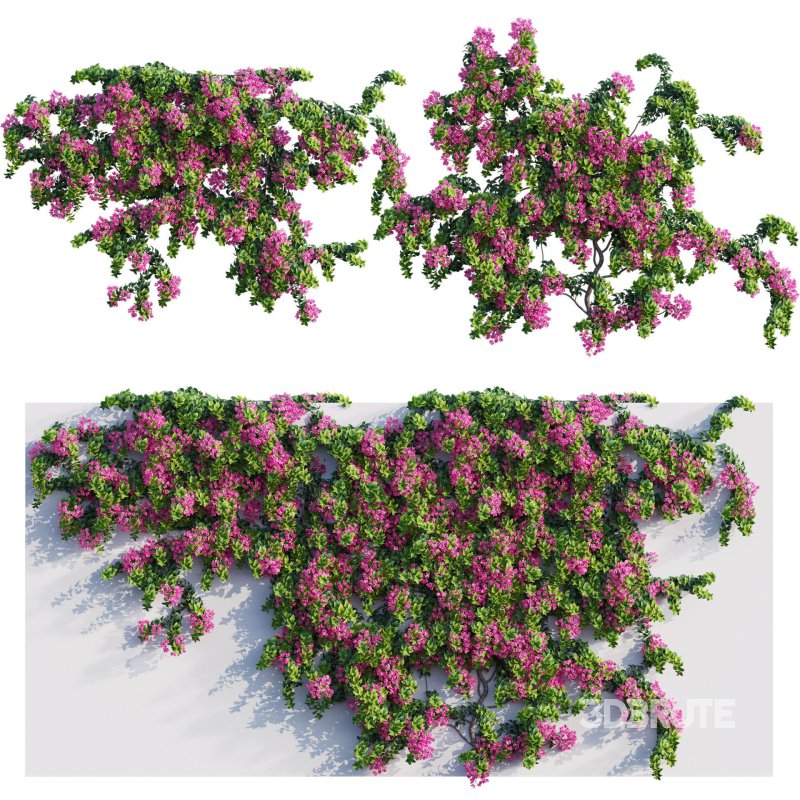 Bougainvillea – Paper Flower 04 Image 1