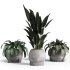 Indoor plant set with plant tree concrete dirt vase 02 - Thumbnail 5