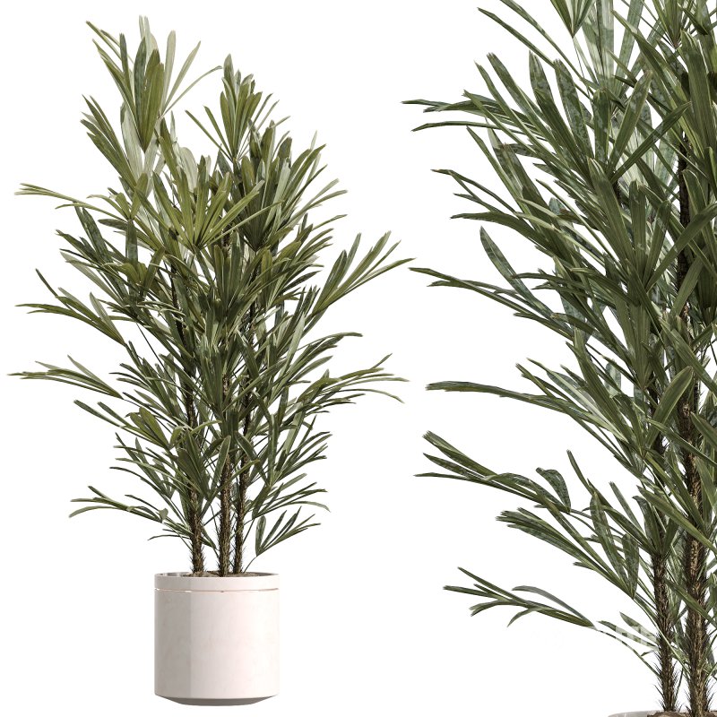 AV Indoor Plants Set 254 Sansevieria Olive Yucca Excelsa Palm Paradise Bird Image 4