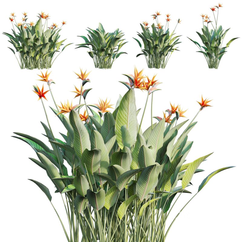 Strelitzia reginae – Bird of Paradise 03 Image 1