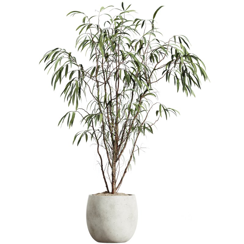 AV Indoor Plants Set 269 Ficus Microcarpa Moclame and Olive Elegant and Japandi Ficus Dracaena Marginata Image 2