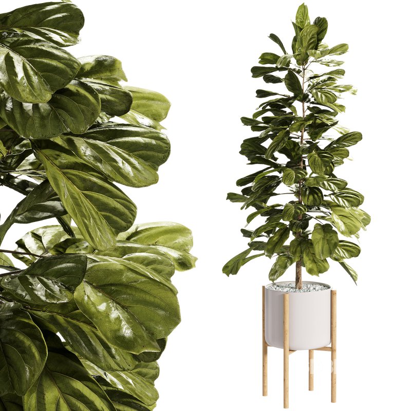 Indoor Plants – 27 Plant in pot Image 3