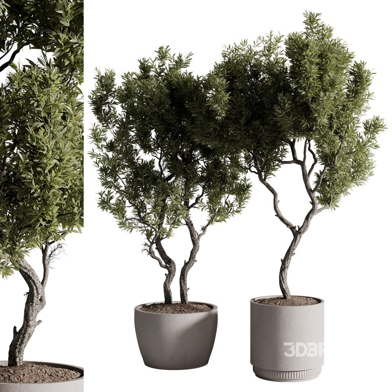 indoor plants – 69 plant in pot Image 3