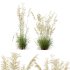 ntal grasses—**Celtica gigantea** (Golden Oats Grass) and **Nassella tenuissima** (Mexican Feather Grass)—curated for naturalistic, windswept landscapes and high-end 3D visualizations. - Thumbnail 5