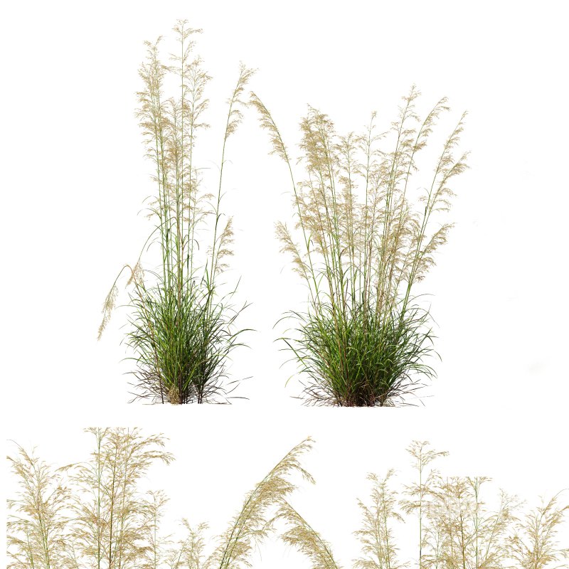 ntal grasses—**Celtica gigantea** (Golden Oats Grass) and **Nassella tenuissima** (Mexican Feather Grass)—curated for naturalistic, windswept landscapes and high-end 3D visualizations. Image 5