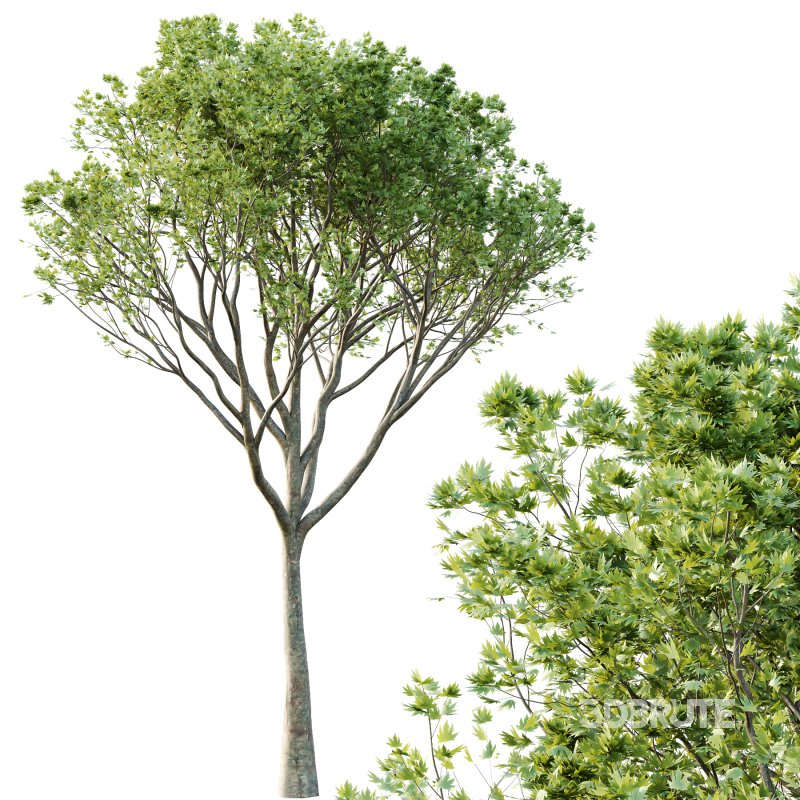 Acer Pseudoplatanus spring trees 07 Image 2