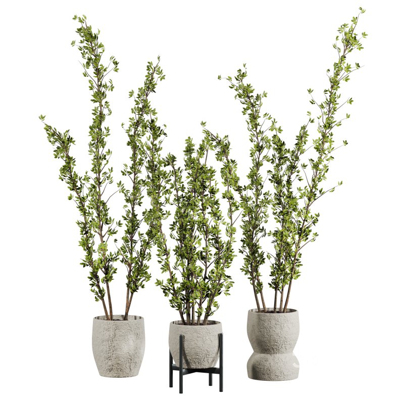 potted plants Image 1