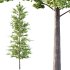 Maidenhair Ginkgo Biloba Tree 10 - Thumbnail 2