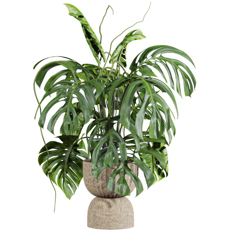 monstera Image 1