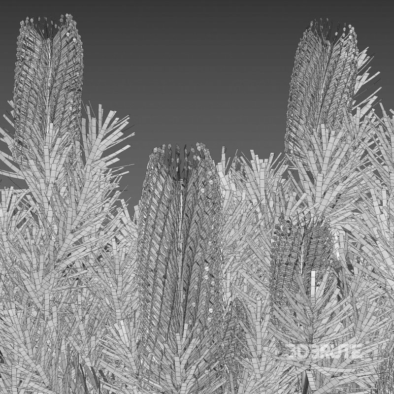 Banksia spinulosa – Hairpin Banksia 03 Image 5