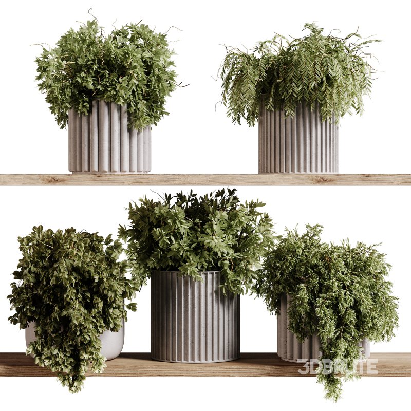 indoor plants 97- Hanging indoor plant Image 3