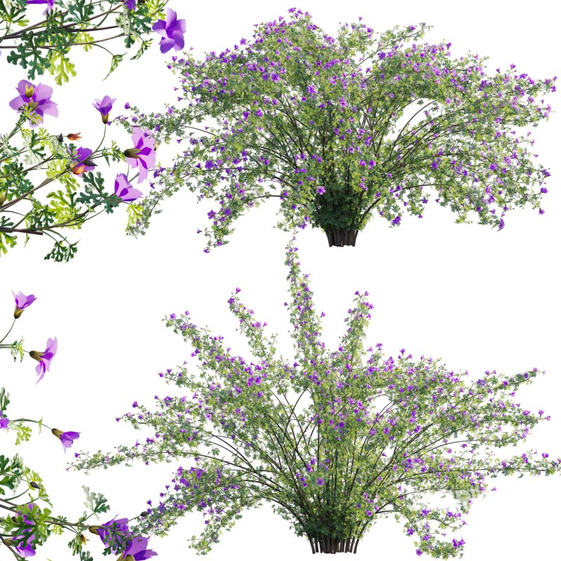 Alyogyne huegelii – Blue Hibiscus 02 Image 1