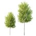 AV spring trees Acer X freemanii Freeman Maple Sapindaceae and Alnus Glutinosa - Thumbnail 2