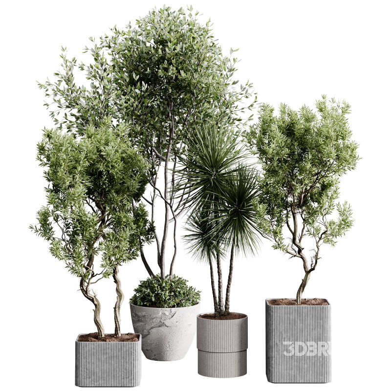 indoor plants 123 – plant collections in pot Image 1