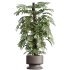 AV Indoor Plants Set 267 Areca Palm and Lemon and Green Sansevieria and Monstera Deliciosa Large Leaf and Olive - Thumbnail 2