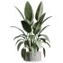 ntal hybrid originally cultivated in Southeast Asia. All models are placed in vertical fluted cylindrical concrete planters with subtle gradient bases, enhancing their architectural clarity and elevating any visual space. - Thumbnail 4