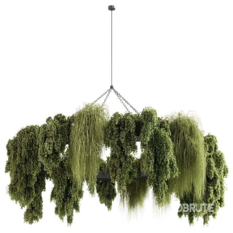 indoor plants 116 – Hanging indoor plant Image 3