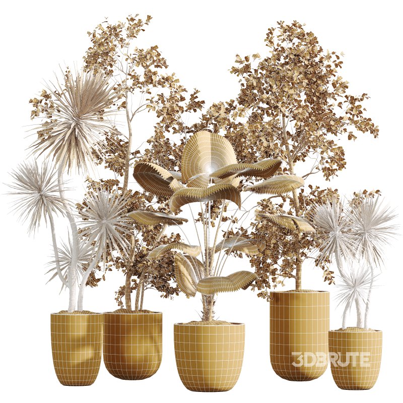 AV Indoor Plants Set 268 Licuala Palm and Yucca Aloifolia Rostrata and Mission Olive Image 5