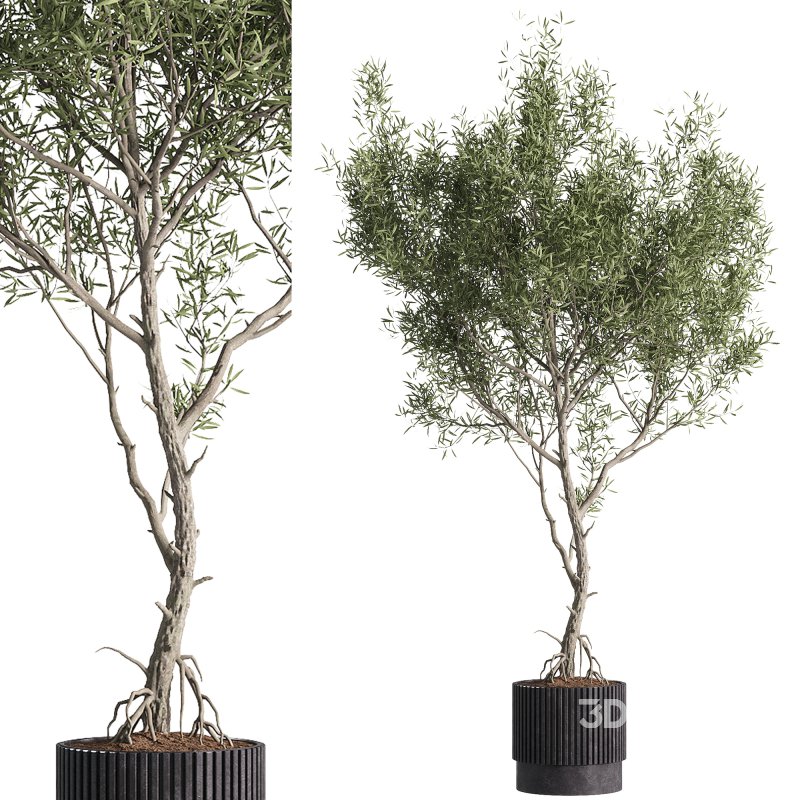 indoor plants – 43 plant in pot Image 5