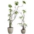 potted plants - Thumbnail 1