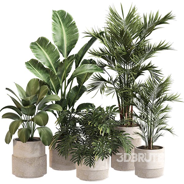 Indoor Plant Set 0156 Image 1