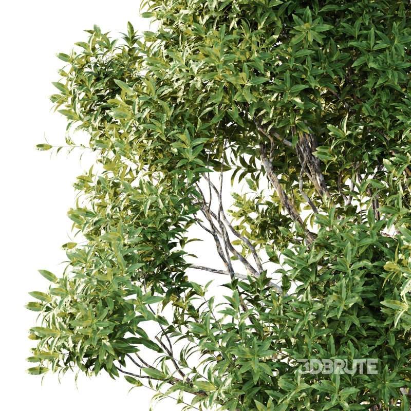 Sydney Blue Gum Tree 02 Image 3