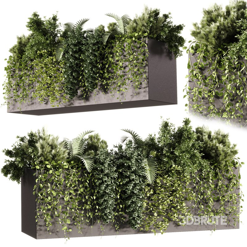 Indoor Plants – 24 Hanging plants Image 2