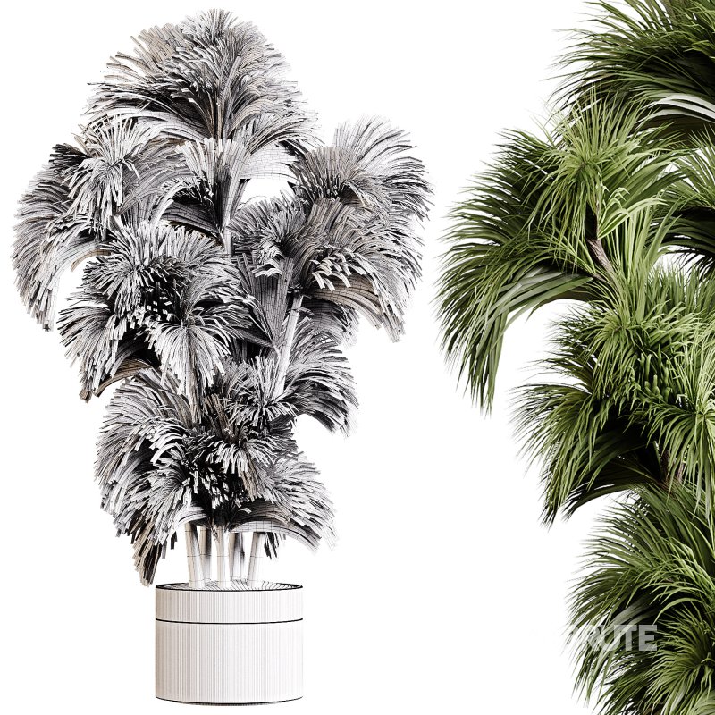 Indoor plants 86 – Plant in pot Image 4