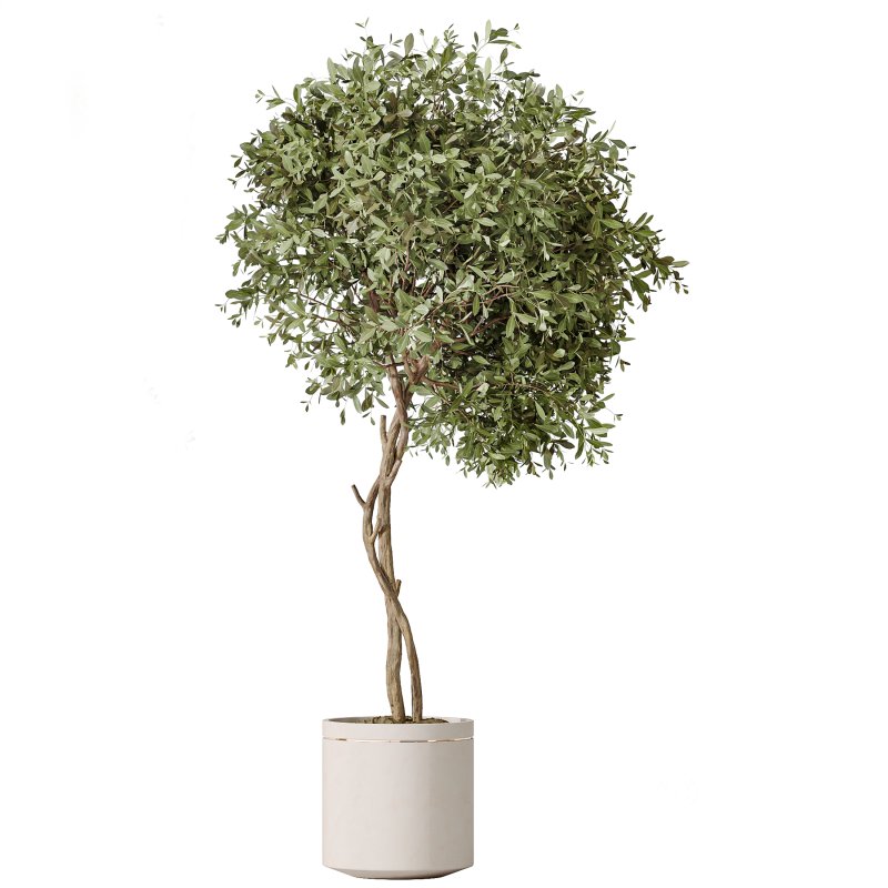 AV Indoor Plants Set 274 Olive Mission and Calathea Lutea and Lemon Lime Cane Dragon Image 1