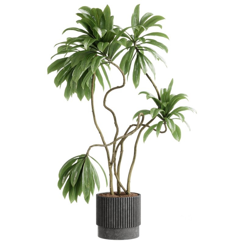Indoor plants 115 – Plant in pot Image 1