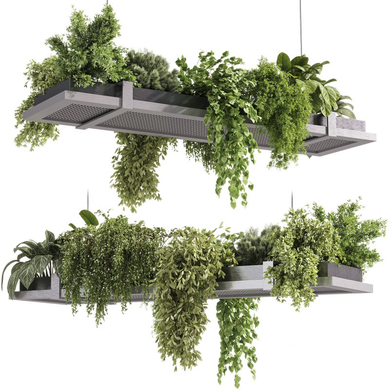 indoor plants – 52 Hanging indoor plant Image 1