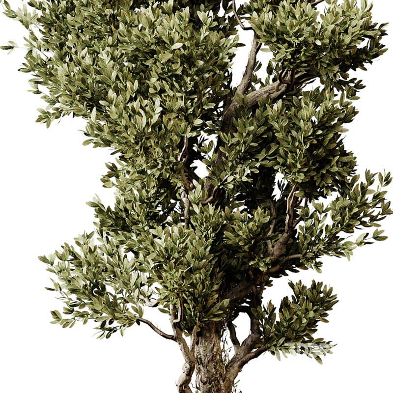 Indoor plants 84 – Plant in pot Image 2