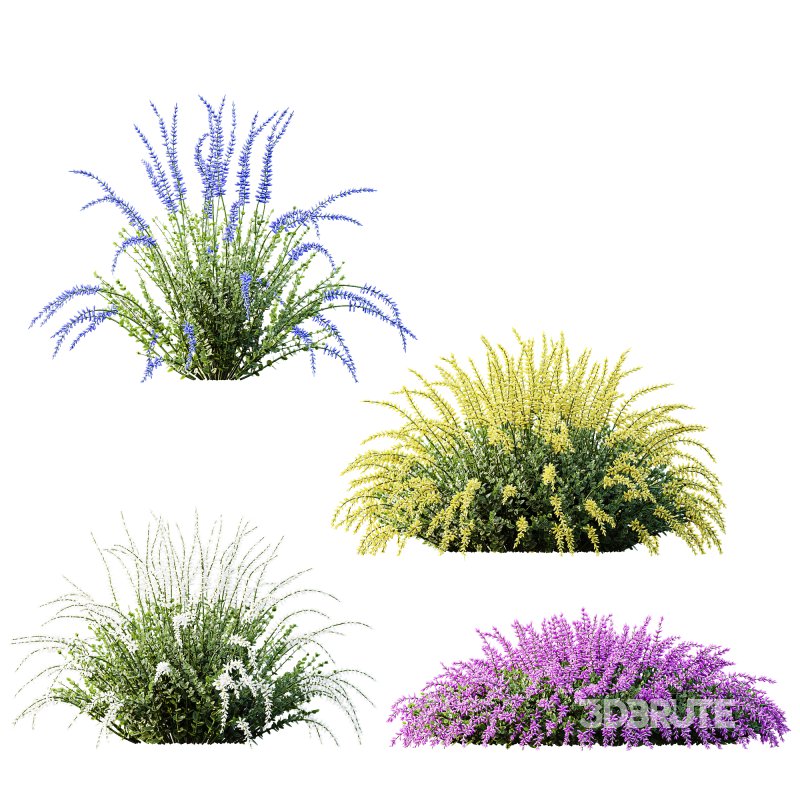 AV Plant Calluna Vulgaris Helena Summer Broom Heather Garden Girls03 Image 2