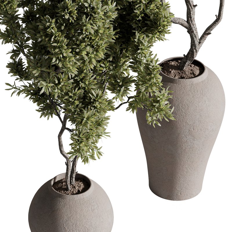 indoor plants – 68 plant in pot Image 5